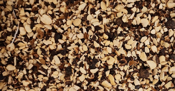 tamarind seed, broken tamarind seed, ভাঙা ইমলি বীজ, ইমলি বীজ, ٹوٹا ہوا املی کا بیج, 罗望子籽, بذور التمر الهندي, Biji asam jawa, املی کا بیج,
